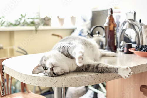 Naughty grey and white cat lying on kitchen table on a sunny day at home.