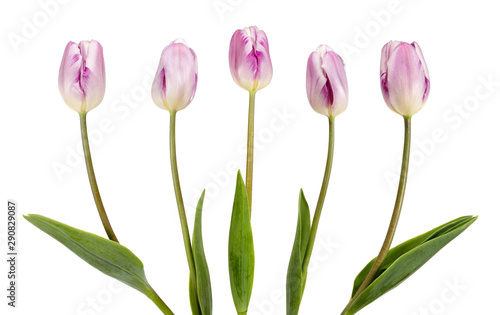 Five beautiful lilac tulips