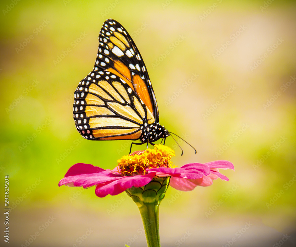 Butterfly, fake monarch, sucking nectar from a flower, on a blurred background of a garden