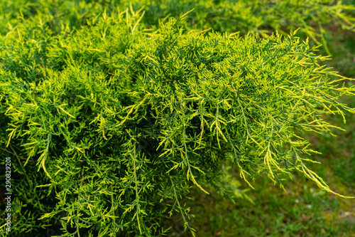 Young green with yellow tops twigs of Juniperus pfitzeriana or Juniperus media Golden Saucer. Juniper grows on the shore of the pond. Blurred green background