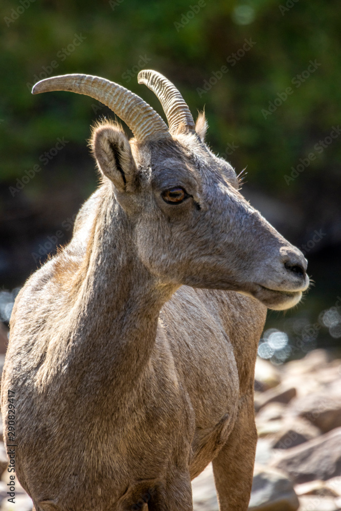 Bighorn Sheep Cooling in the Platte River