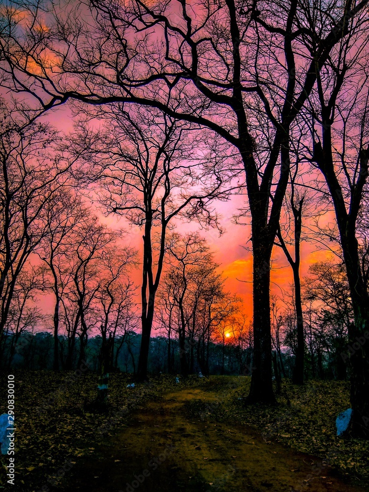Fototapeta premium sunset in forest