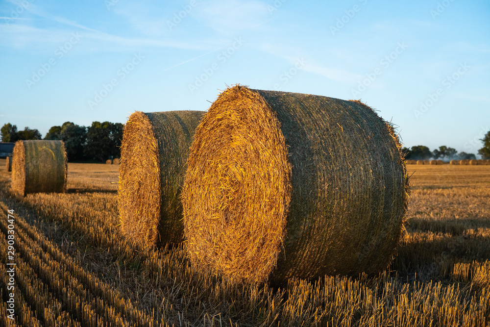 Hay bales on a field. Agriculture field with beautiful blue sky. Sunset in the early autumn. Harvest concept.