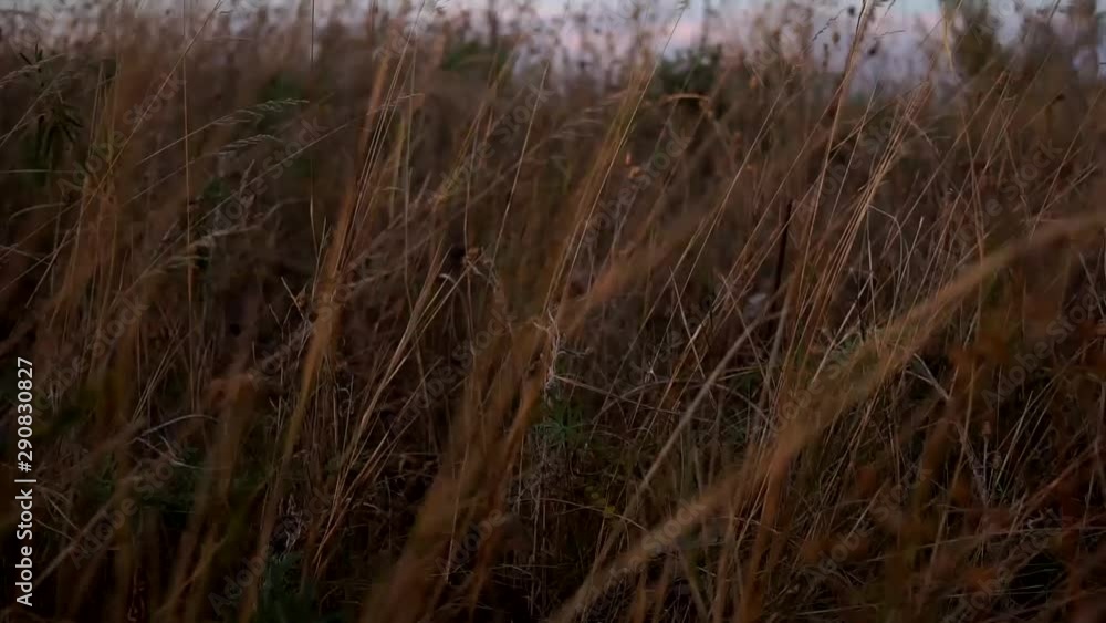 Camera moving through dry grass at autumn evening Camera moving through dry grass at autumn evening