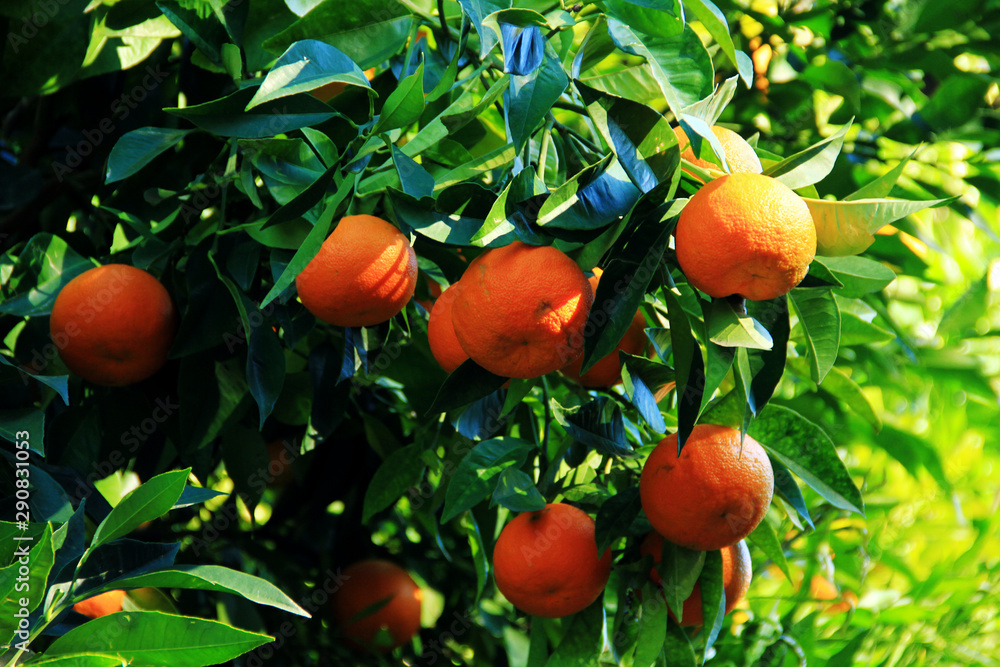 Growing oranges on a green tree in sunlight