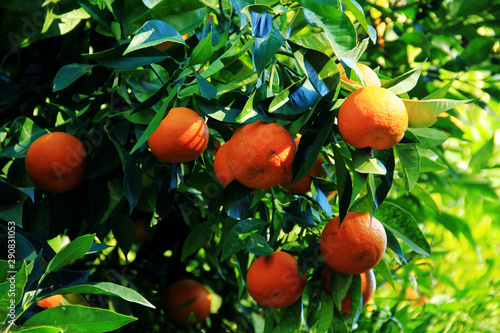 Obraz na płótnie Growing oranges on a green tree in sunlight w salonie