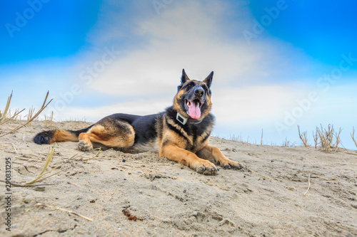 A beautiful German Shepherd posing relaxed and panting in a dune landscape with a proudly raised head and a collar with GPS tracker around her neck looking from left to high right in the photo photo