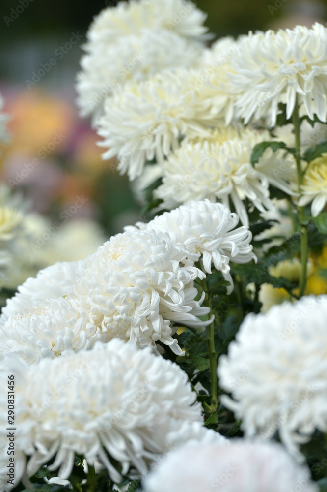 Beautiful Chrysanthemums in garden. Flowers as background picture. Chrysanthemum wallpaper. Japanese style. Autumn garden of chrysanthemums. Beautiful Chrysanthemums in garden. Flowers as background picture. Chrysanthemum wallpaper. Japanese style. Autumn garden of chrysanthemums.