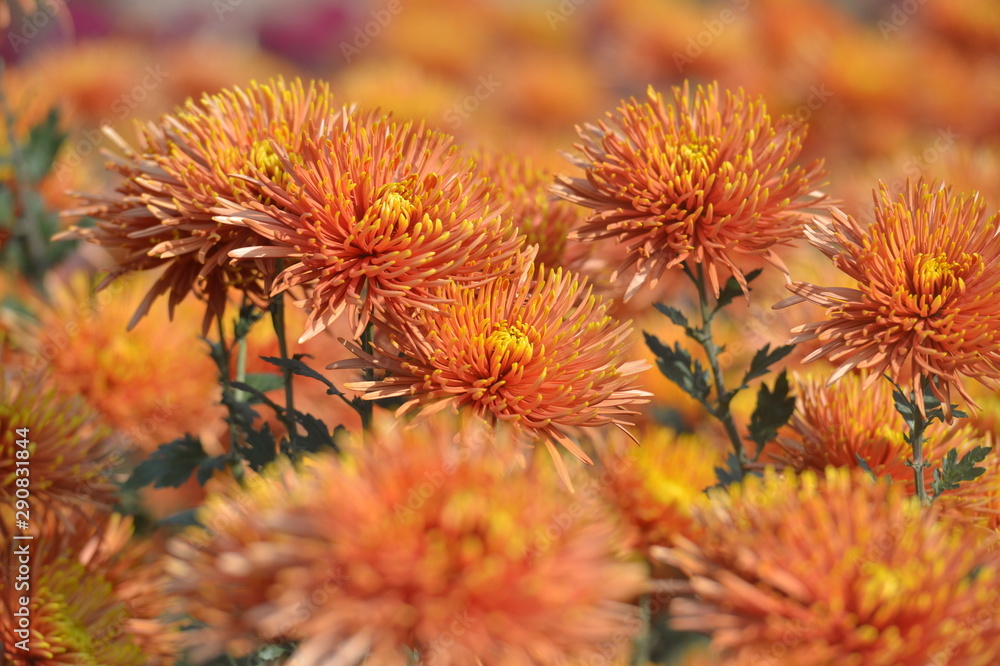 Beautiful Chrysanthemums in garden. Flowers as background picture. Chrysanthemum wallpaper. Japanese style. Autumn garden of chrysanthemums. Beautiful Chrysanthemums in garden. Flowers as background picture. Chrysanthemum wallpaper. Japanese style. Autumn garden of chrysanthemums.