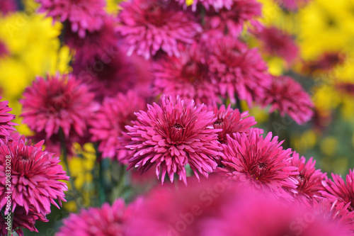 Beautiful Chrysanthemums in garden. Flowers as background picture. Chrysanthemum wallpaper. Japanese style. Autumn garden of chrysanthemums.