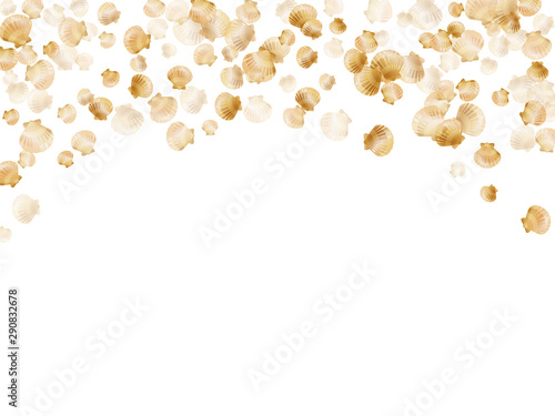 Oceanic scallop, bivalve pearl shell, marine mollusk isolated on white wild life nature background.