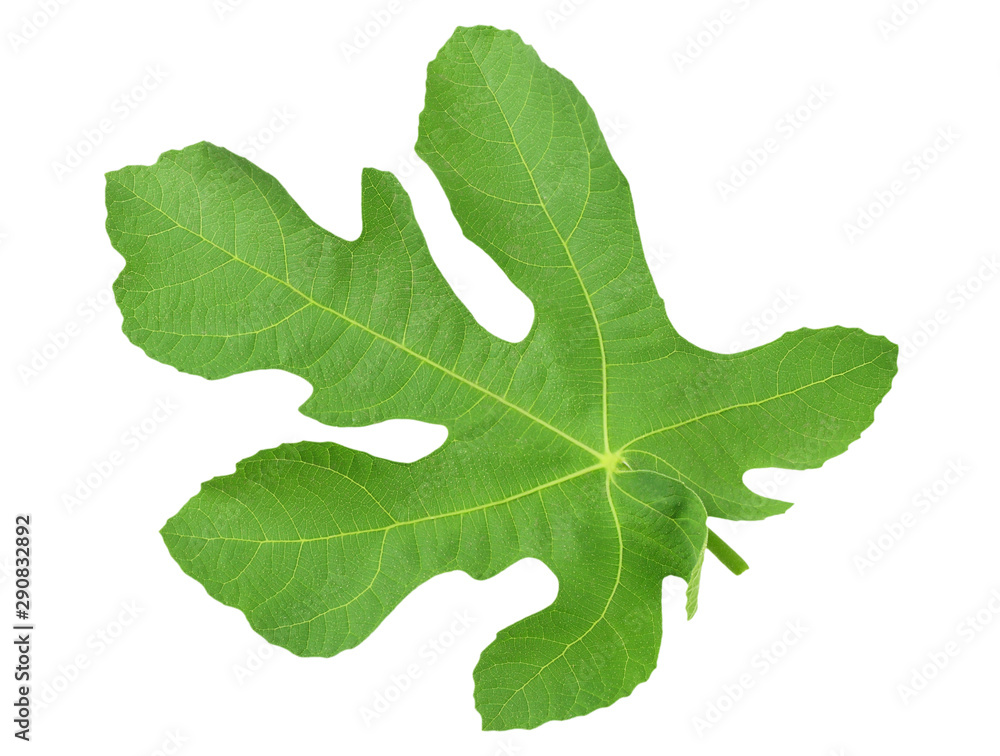 fig leaf isolated on a white background fig leaf isolated on a white background