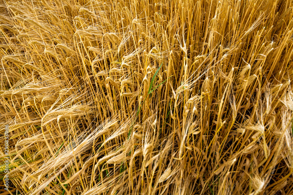 Fototapeta premium Weizen vor der Ernte