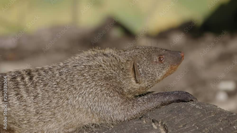 Banded mongoose (mungos mungo) resting in the sun. Banded mongoose (mungos mungo) resting in the sun.