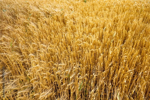 Anbau von Weizen zur Mehlproduktion