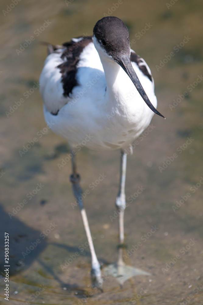 Avocet (Säbelschnäbler, Recurvirostra avosetta) Avocet (Säbelschnäbler, Recurvirostra avosetta)