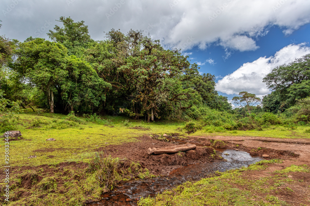 Harenna Forest landscape, part of highland region of the Bale Mountains. One of the few remaining natural forests in the country. Oromia Region, Ethiopia wilderness