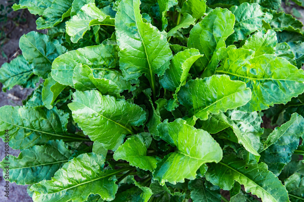 Green lettuce, salad, in vegetable plot. Field of salad. Harvest concept. Green lettuce, salad, in vegetable plot. Field of salad. Harvest concept.