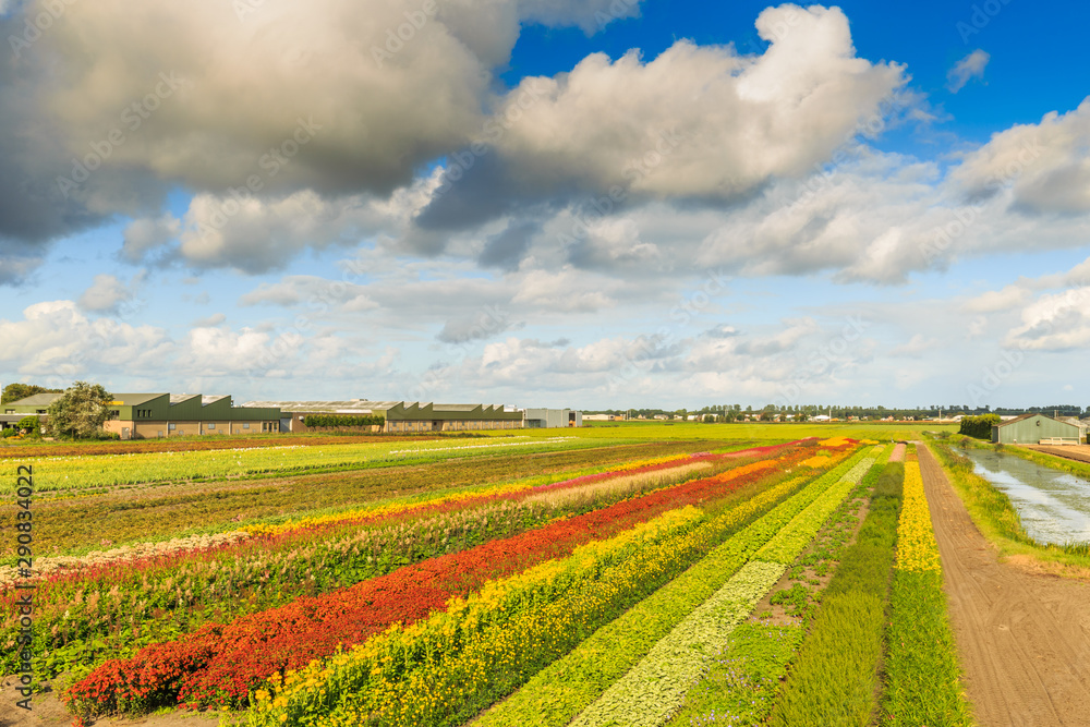Landscape with deep perspective to horizon through diagonal strips of blooming cut flowers at outdoor nursery in late summer in colors red orange yellow orange against blue sky with scattered clouds Landscape with deep perspective to horizon through diagonal strips of blooming cut flowers at outdoor nursery in late summer in colors red orange yellow orange against blue sky with scattered clouds