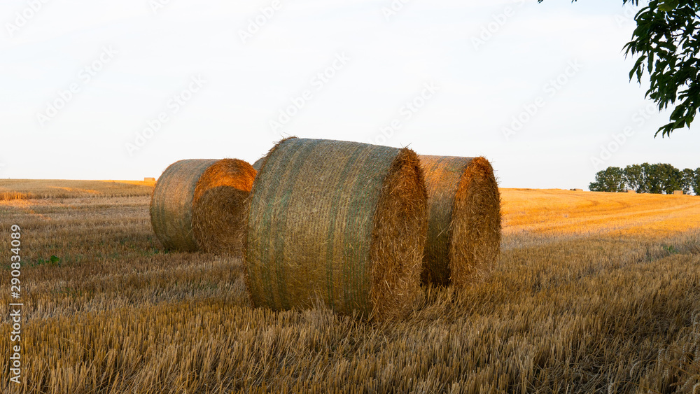 Hay bales on a field. Agriculture field with beautiful blue sky. Sunset in the early autumn. Harvest concept.