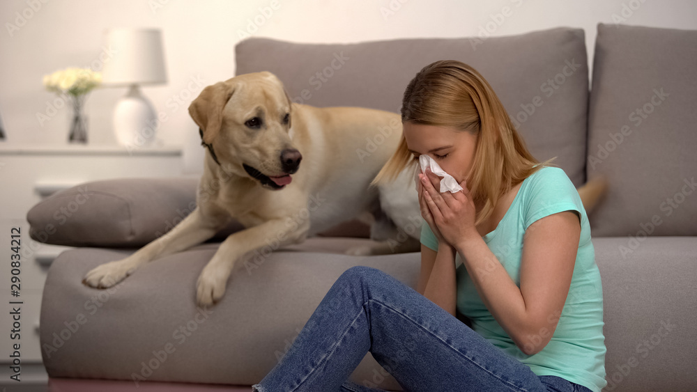 Woman sitting near labrador dog sneezing in tissue, fur allergy, antihistamine - obrazy, fototapety, plakaty 