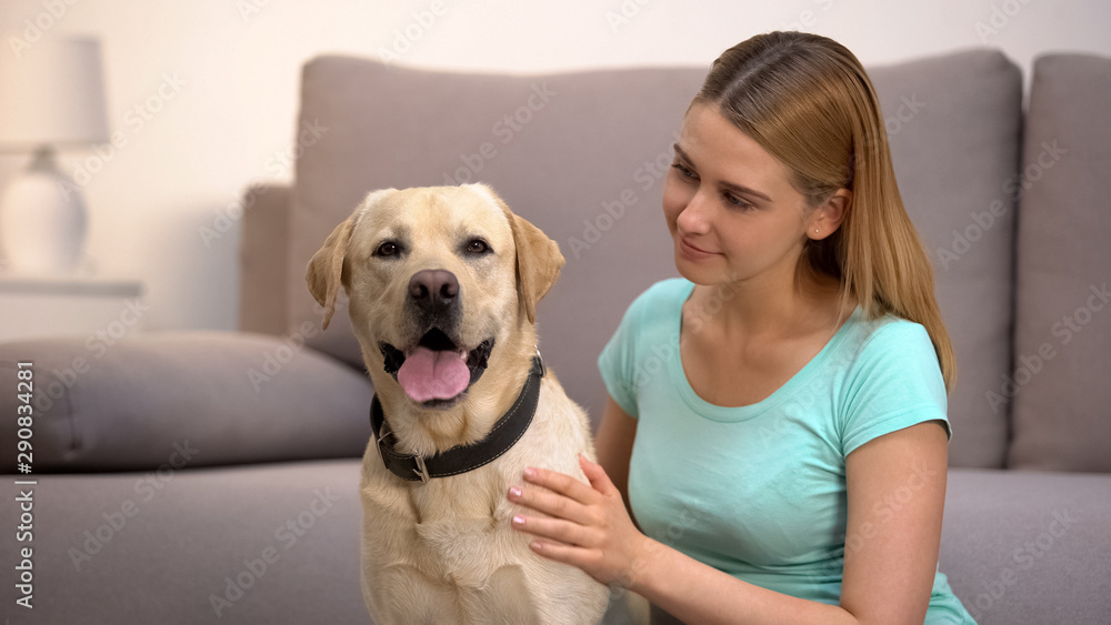 Female dog owner admiring labrador retriever at home animal and human friendship - obrazy, fototapety, plakaty 