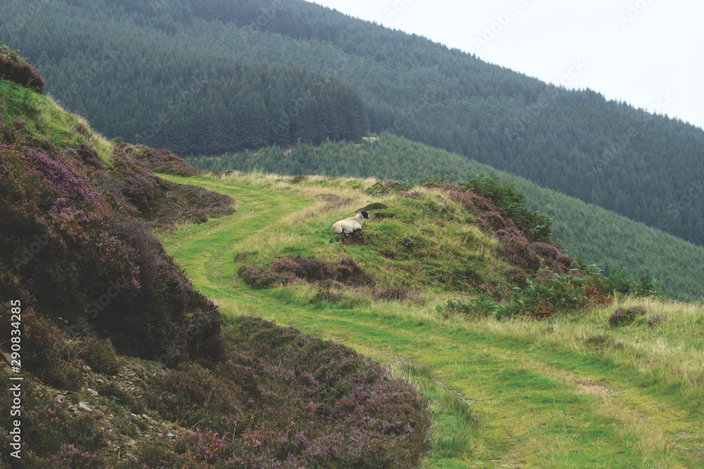 A Scottish blackface sheep sitting on a path in the hills of the Scottish Borders, Scotland, UK A Scottish blackface sheep sitting on a path in the hills of the Scottish Borders, Scotland, UK