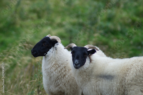 фотографія Two Scottish Blackface Sheep in the hills of the Scottish Borders, Scotland, UK