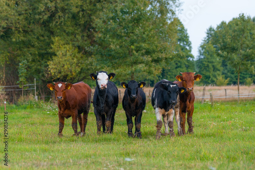 Calves in a pasture.