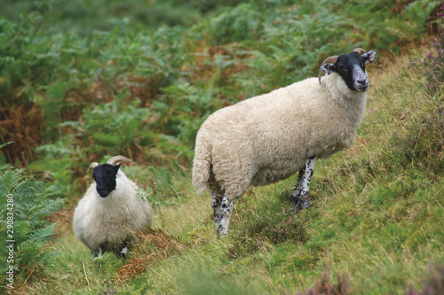 Obraz na plátně Two Scottish Blackface Sheep in the hills of the Scottish Borders, Scotland, UK