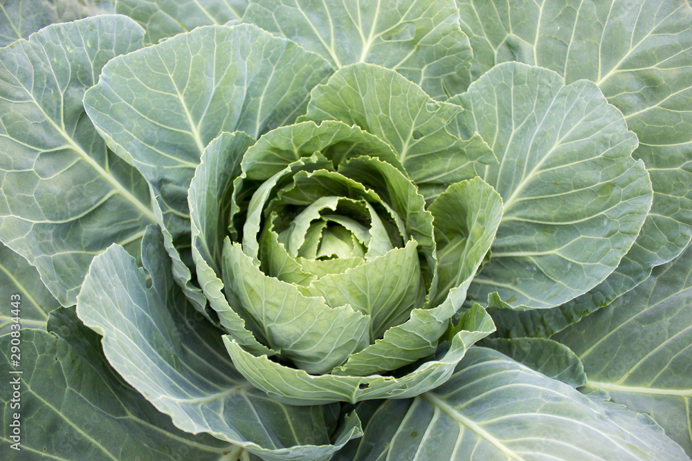 Fototapeta premium White cabbage grows on a plantation