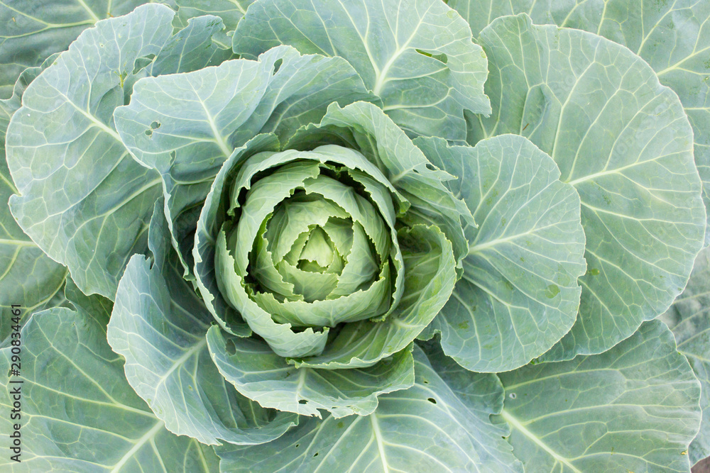 Obraz premium Close up on Fresh cabbage. Organic vegetable background in freshness atmosphere farm. Agriculture concept.