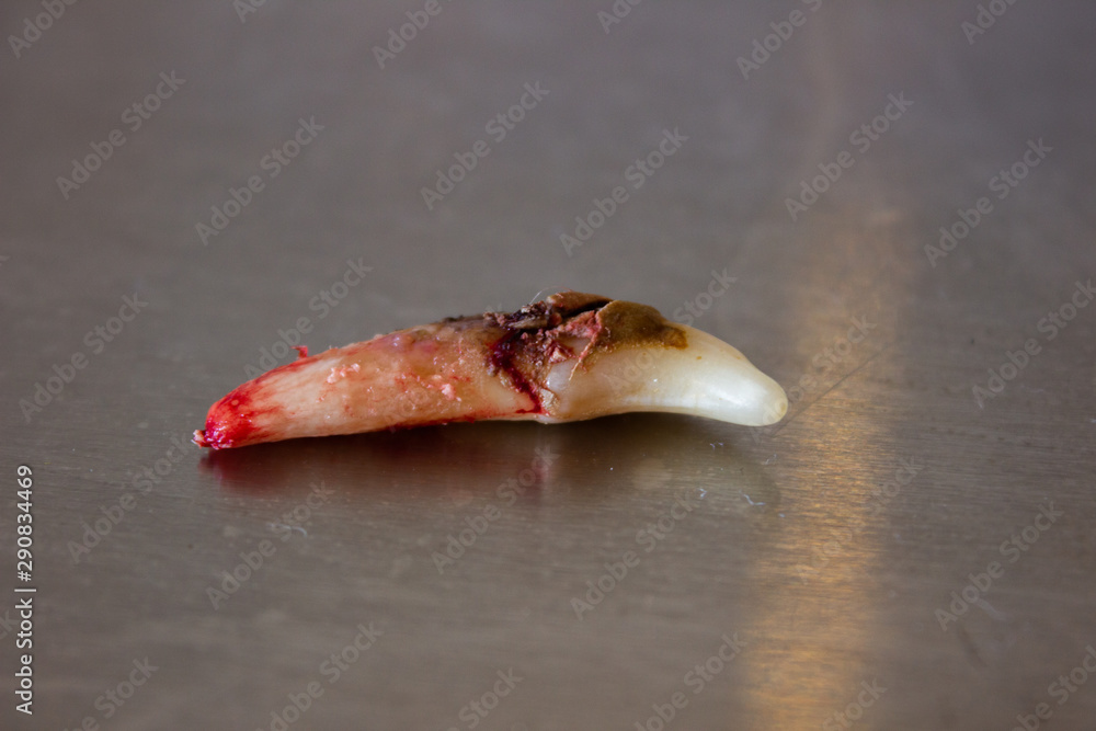 the dog's canines or fangs after extraction. Pulp infection tartar and plaque	