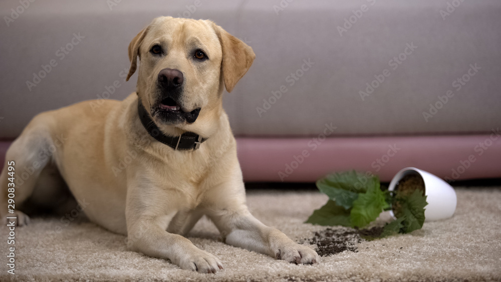 Funny labrador retriever dog lying near broken potted plant, pet misbehavior Funny labrador retriever dog lying near broken potted plant, pet misbehavior