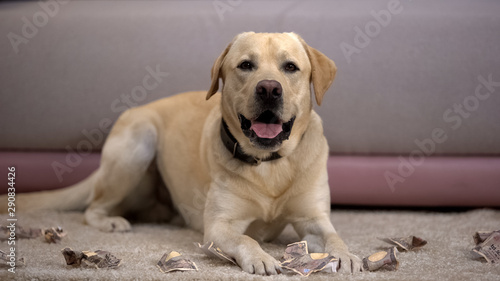 Funny labrador dog lying near torn japanese yen banknotes, pet misbehavior