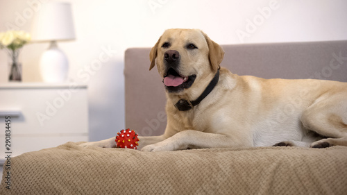 Beautiful retriever dog lying on sofa near small pet ball toy, playful animal
