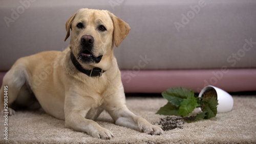 Fototapeta Naklejka Na Ścianę i Meble -  Funny labrador retriever dog lying near broken potted plant, pet misbehavior
