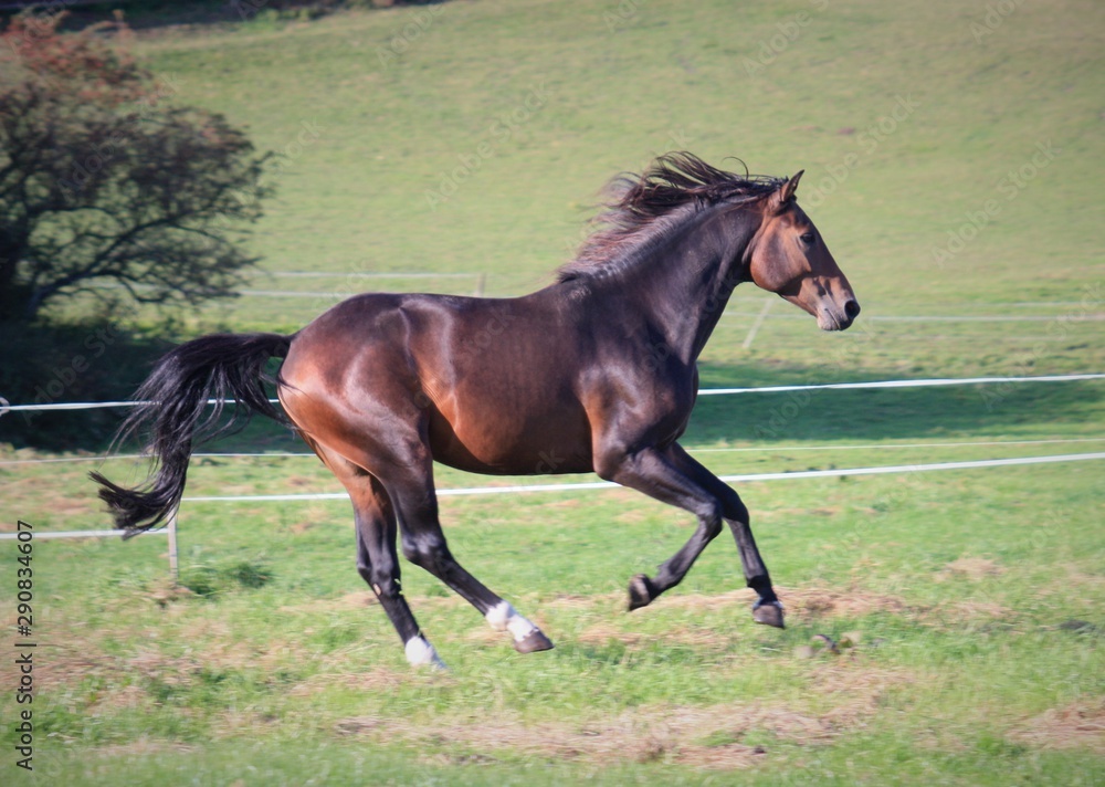 Fototapeta premium Powerful stallion