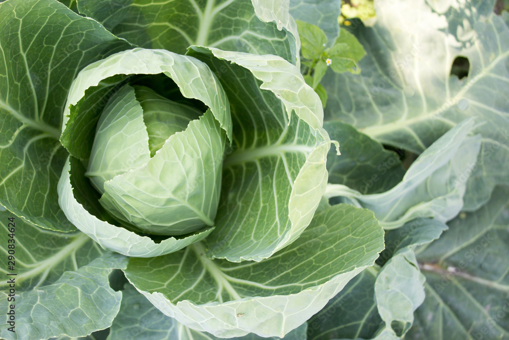 Fresh cabbage, cabbage growing in the garden, cabbage plant Fresh cabbage, cabbage growing in the garden, cabbage plant