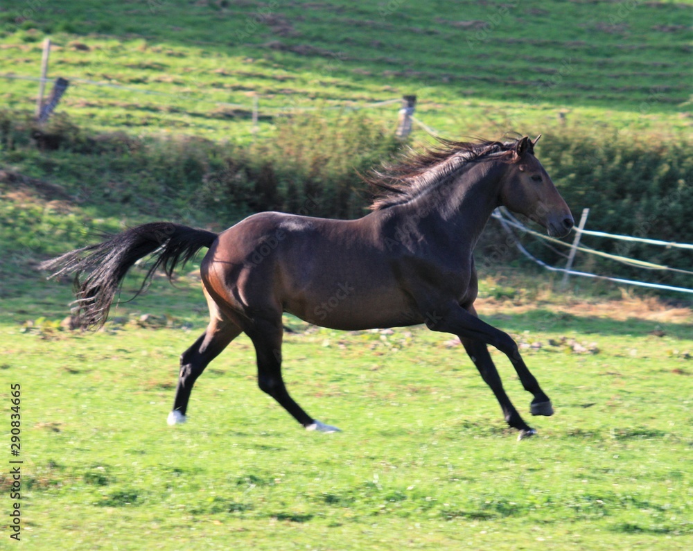 Powerful stallion Powerful stallion