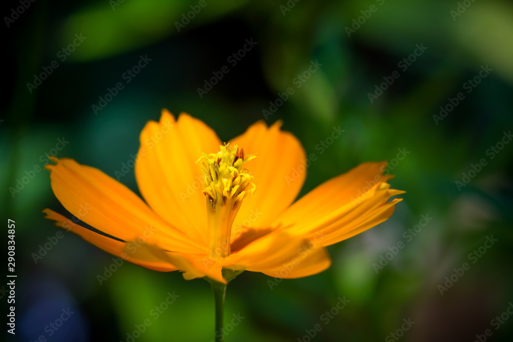 Yellow flower detail, called wild sunflower or daisy. Yellow flower detail, called wild sunflower or daisy.