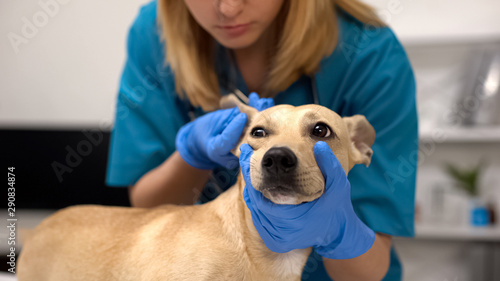Friendly female veterinarian checking dog ears complete pet physical examination
