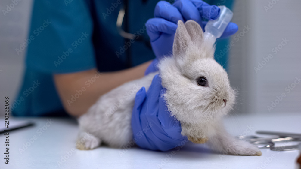 Vet dropping medicaments in rabbit ears, treating for mites, cleaning