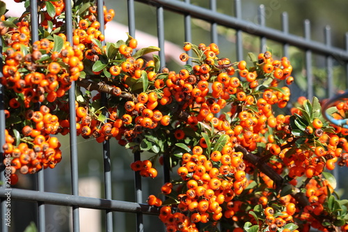 Heckenblüten in der Herbstsonne photo