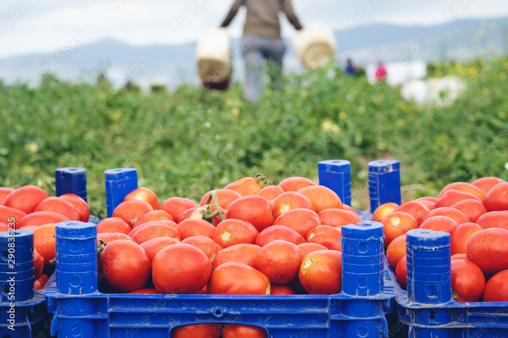 Fototapeta premium fresh red tomatoes loaded on fruit boxes in green field