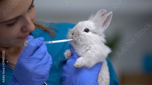 Vet giving rabbit medications with pipette, antibiotics or anthelmintic drugs photo
