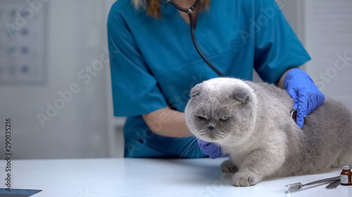 Fototapeta Naklejka Na Ścianę i Meble -  Vet listening cat stomach with stethoscope, risk of hairball, lung disease