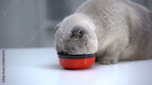 Obraz na płótnie Plump scottish fold enjoying food from bowl, overweight in adult domestic cats