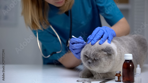 Fototapeta Naklejka Na Ścianę i Meble -  Vet cleaning cat ear to prevent infection, treating for mites, hygiene procedure