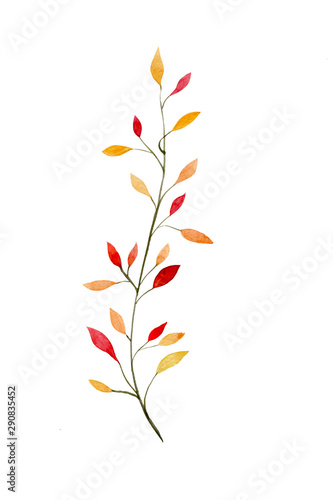 autumn yellow branch with leaves painted by watercolor isolated on white background